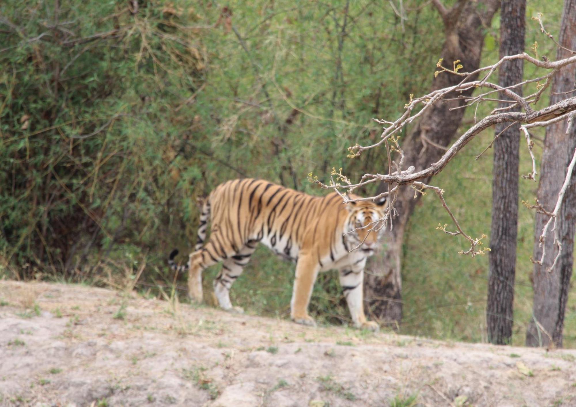 Tiger Tops Karnali Lodge Bardiya Exterior photo