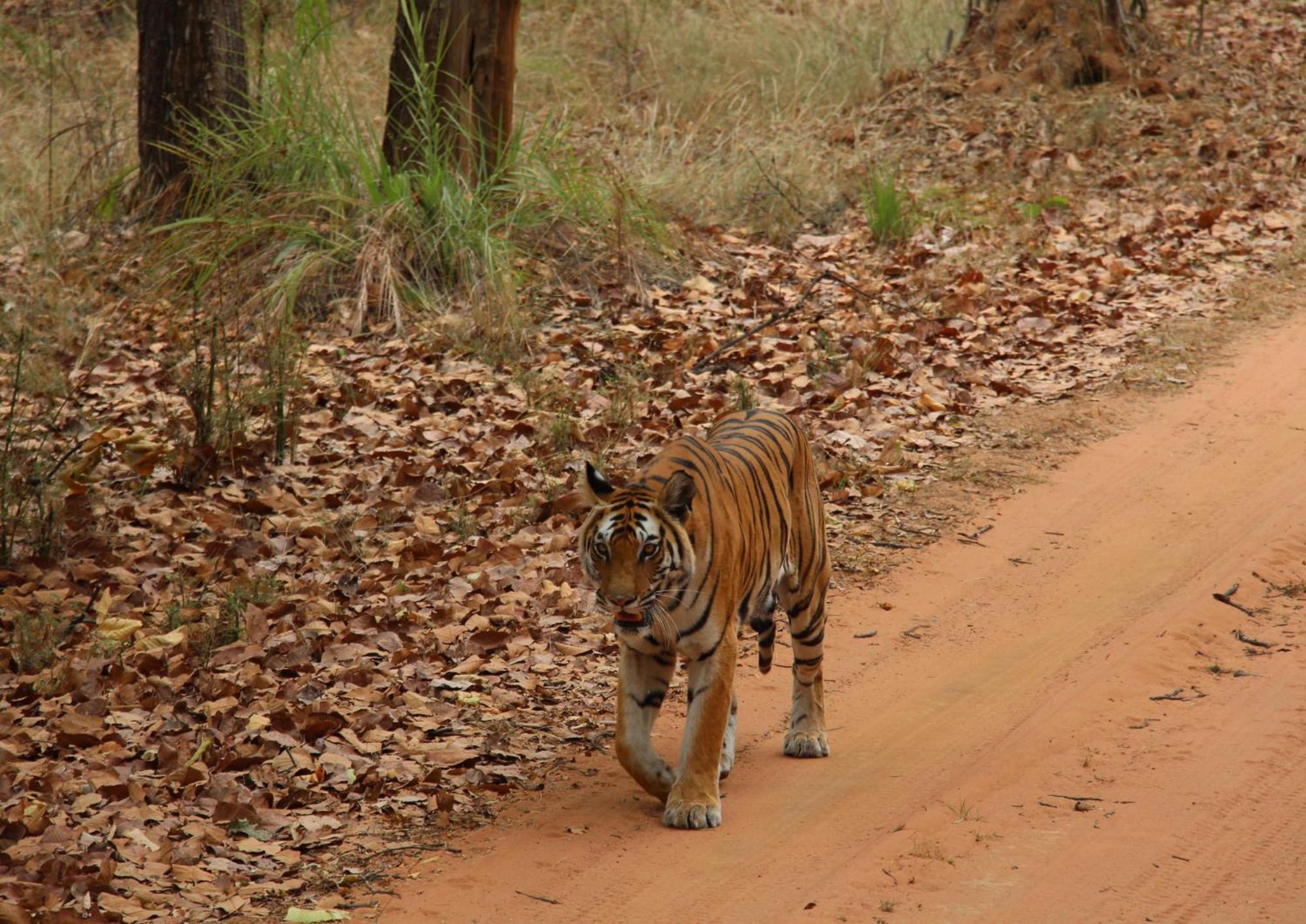 Tiger Tops Karnali Lodge Bardiya Exterior photo