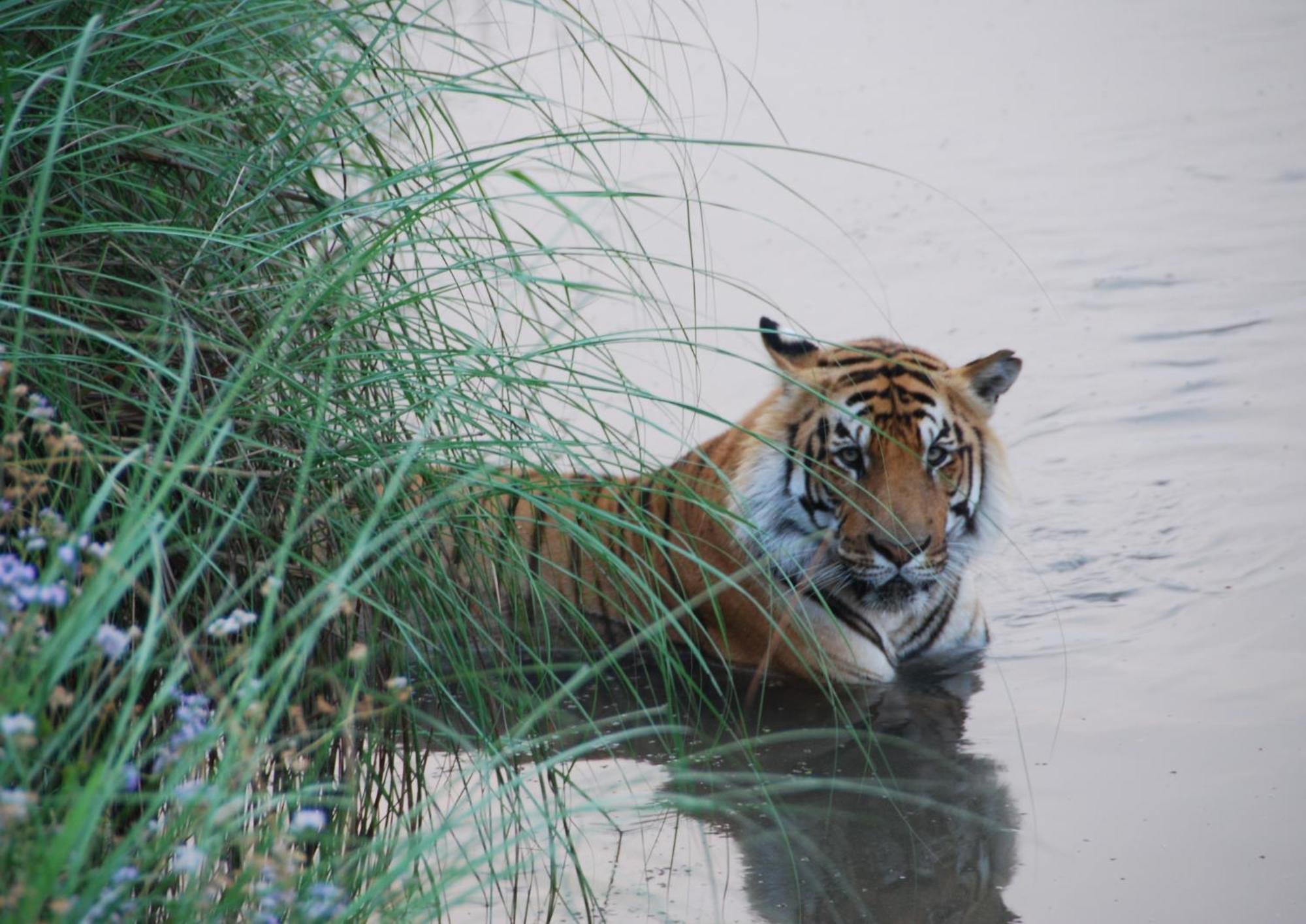 Tiger Tops Karnali Lodge Bardiya Exterior photo