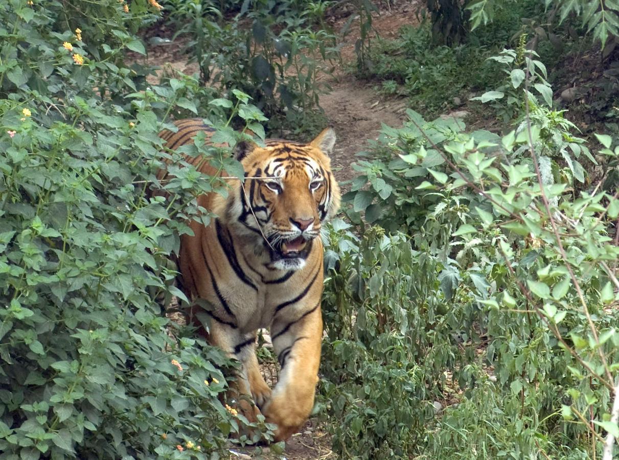 Tiger Tops Karnali Lodge Bardiya Exterior photo