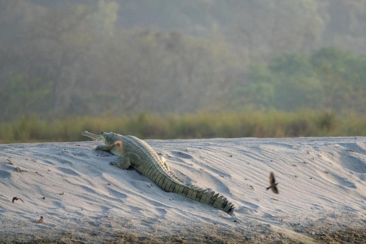 Tiger Tops Karnali Lodge Bardiya Exterior photo