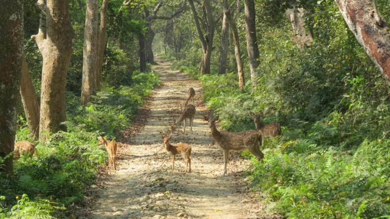 Tiger Tops Karnali Lodge Bardiya Exterior photo